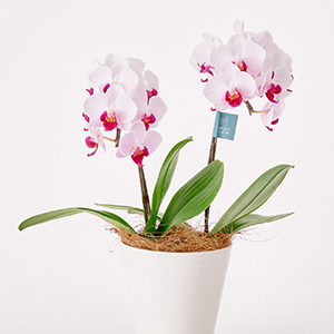 【送料無料】ミディ胡蝶蘭2本立て赤リップ4.5号鉢【出産内祝い】